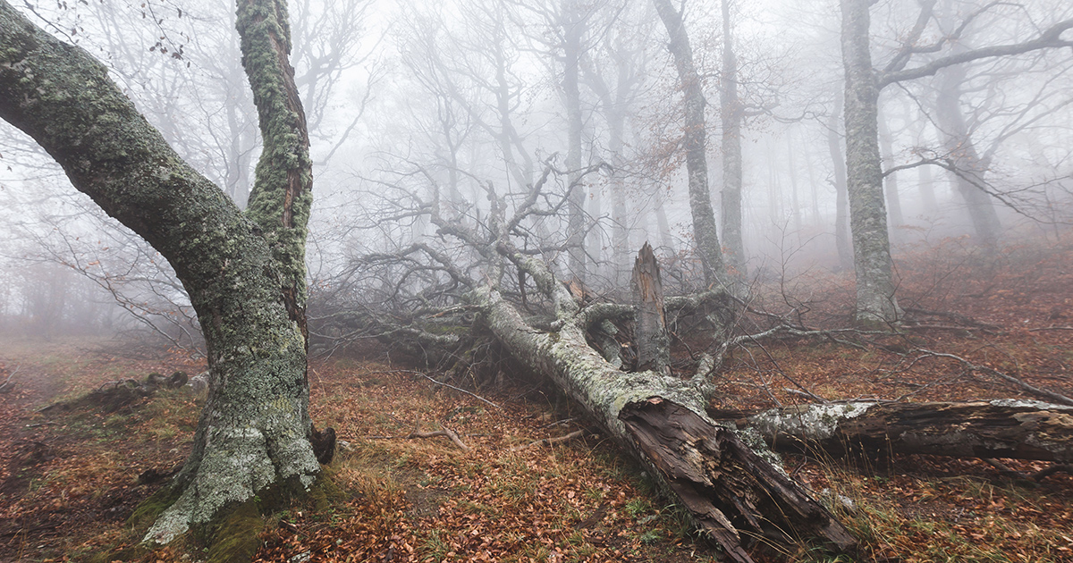 Bild morscher Bäume im Wald im Nebel als Sinnbild von Depression und düsteren Gedanken